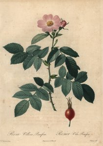 粉红苹果玫瑰，Rosa villosa。