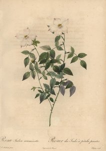 白色和粉红色的中国玫瑰，Rosa chinensis。