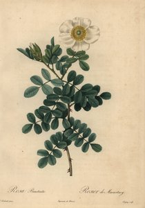 白鸡冠玫瑰，Rosa bracteata。