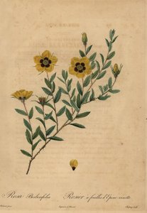黄玫瑰（Rosa berberifolia）。