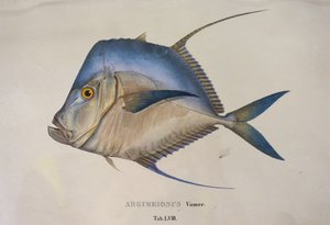Argyreiosus vomer 作者 让·巴蒂斯特·德布雷特