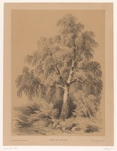 桦树研究
Étude de Bouleau（作品标题）
让-巴蒂斯特-路易-于贝尔的作品集（系列名称）
Un Porte-feuille d