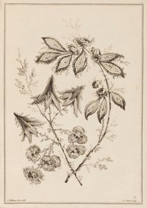 花枝 作者 让·巴蒂斯特·皮列曼