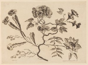 花枝，选自《中国风味不同花卉集 作者 让·巴蒂斯特·皮列曼