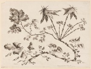 花枝，选自《中国风味不同花卉集