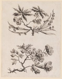 来自《中国花草集》的花枝