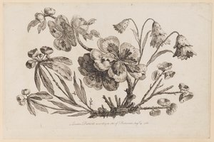 花枝，摘自《中国花卉集》（Recueil de Fleurs de Chinois）。 作者 让·巴蒂斯特·皮列曼