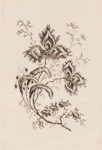 花枝，选自 "Fleures Persannes" 作者 让·巴蒂斯特·皮列曼