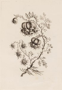 花枝，选自 "Fleures Persannes" 作者 让·巴蒂斯特·皮列曼