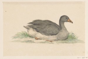 鸭子，向右