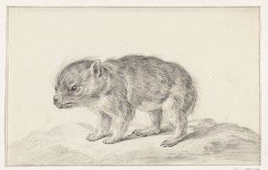 小熊（？）