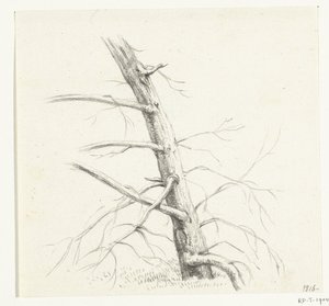 研究一棵树 作者 让·伯纳德