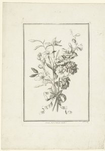 茉莉和三角梅花束
Jasmin, Pied d