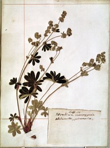 来自植物标本室的Alchemilla（压花）