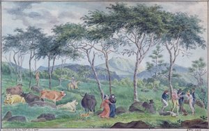 1812年10月，在Ile de la Reunion以东的河边附近有牛群的牛群 作者 让·约瑟夫·帕图·德·罗斯蒙特