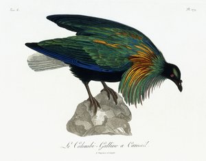 尼科巴鸽（1799-1808） 作者 让·勒布雷希特·雷诺德