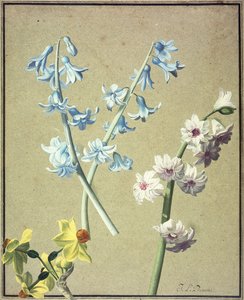 蓝色和薰衣草风信子和黄色水仙，约1805年
