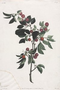 花果采集：早樱桃树枝