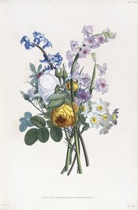 罗西·纳西西（Haracynth），纳西西（Narcissi），1805年