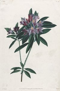 蓬莱杜鹃