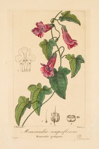 园艺家、业余爱好者和制造商的植物群：Maurandia semperflorens，1836。 作者 Jean Pierre Frederic Barrois