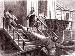 俄罗斯伏尔加河上捕捞鲟鱼。 1867年（雕刻）