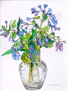 窄颈花瓶中的弗吉尼亚蓝钟，2006 年（纸上水彩和墨水）