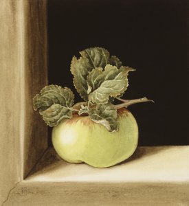 Apple（wc在纸上）