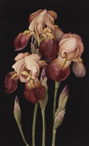 Irises，2004（wc on paper）