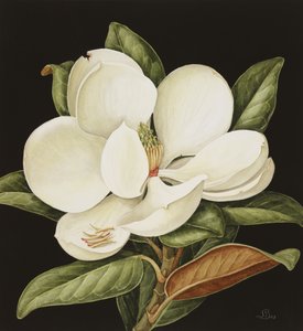 Magnolia Grandiflora，2003（wc on paper）
