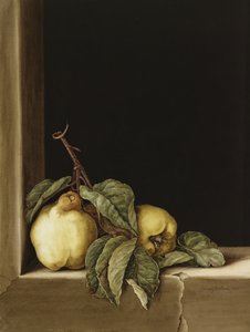 Quinces，2005年（纸上写着）