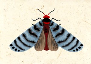 条纹蛾，2024 年（纸面水彩画）