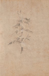 植物研究 作者 詹斯·尤尔