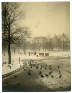 常见于鸽子，波士顿，美国，c.1902-10 作者 杰西·塔伯·比尔斯（Jessie Tarbox Beals）
