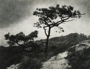著名的托雷松树 作者 杰西·塔伯·比尔斯（Jessie Tarbox Beals）