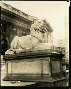傲慢的狮子在图书馆前 他理解格特鲁德-斯坦尼什，美国纽约，约1905-40（明胶银照片）。 作者 杰西·塔伯·比尔斯（Jessie Tarbox Beals）