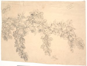 山毛榉树枝研究 作者 乔金·弗雷德里克·斯科夫加德