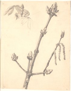 栗树枝条的研究及其花蕾的详细研究 作者 乔金·弗雷德里克·斯科夫加德