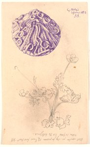 研究贝壳和植物 作者 乔金·弗雷德里克·斯科夫加德