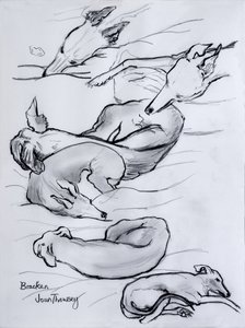 布拉肯，whippet，2000，（铅笔） 作者 琼·瑟西