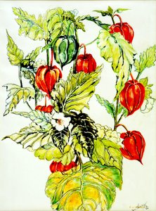 中国灯笼喷雾，2005，（水彩） 作者 琼·瑟西