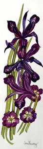 Irises and Primroses (watercolour) 作者 琼·瑟西