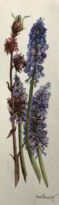 麝香和Viburnum bodnantense（水彩画 作者 琼·瑟西