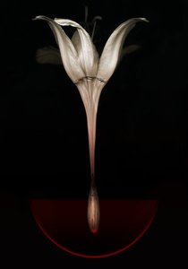 流血的百合，2013 年（摄影） 作者 约翰·利利亚（Johan Lilja）