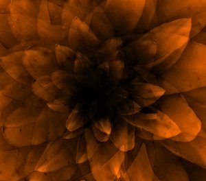 花橙，2016（数字艺术印刷品） 作者 约翰·利利亚（Johan Lilja）