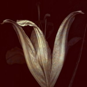 莉莉 2018 年 2 月（数码摄影艺术） 作者 约翰·利利亚（Johan Lilja）