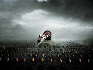 Ttulip 小偷 2013 年 2 月（摄影） 作者 约翰·利利亚（Johan Lilja）