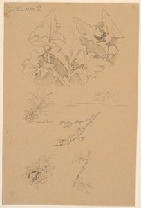 叶和花研究 作者 约翰·托马斯·伦比