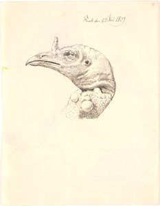 死火鸡母鸡头 作者 约翰·托马斯·伦比