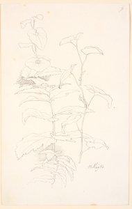 植物研究，如对马尾草的研究 作者 约翰·托马斯·伦比